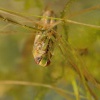 Znakoplavka obecna - Notonecta glauca - Water Boatman 0644